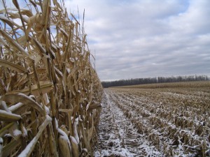 Corn snow